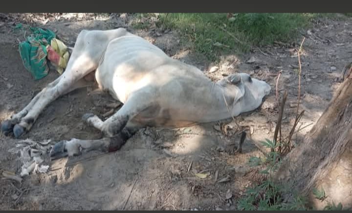 सड़क किनारे तड़प रहा बीमार सांड, ग्रामीणों ने प्रशासन से लगाई मदद की गुहार