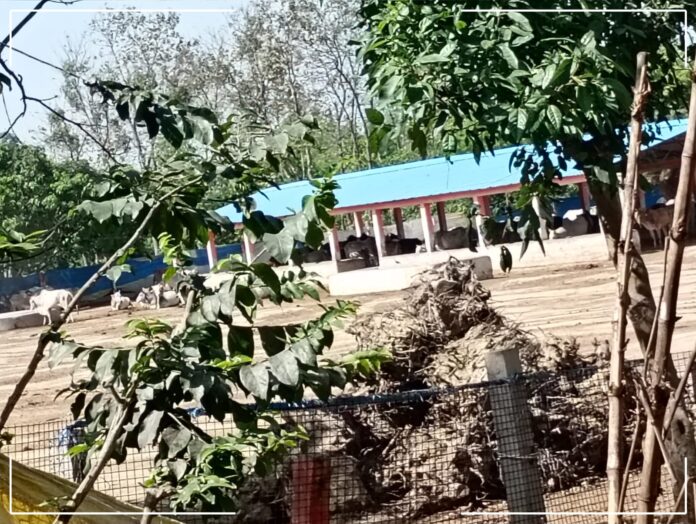 Prevented from inspecting cow shelter, staff accused of indecency