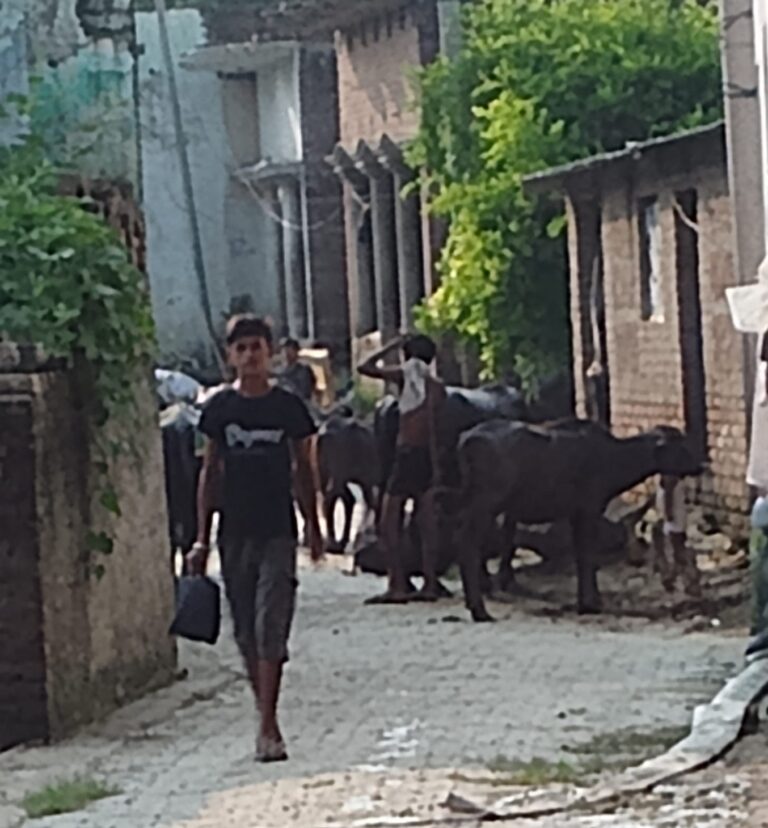 सड़क पर गाय भैंस बाँधकर कर रहे अवैध कब्जा